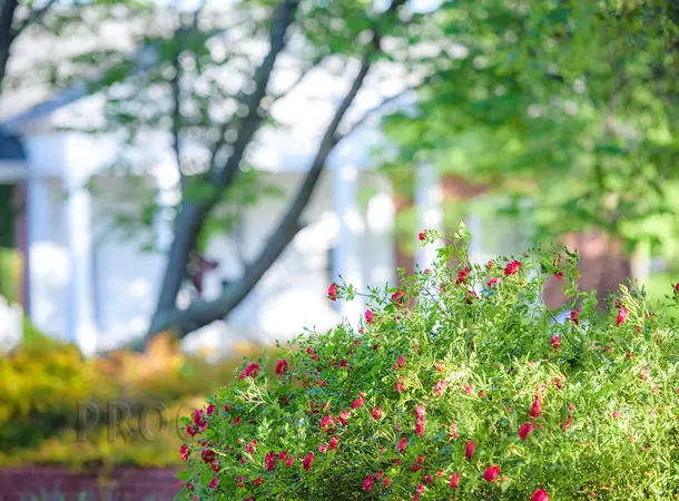 Image of flowers on campus