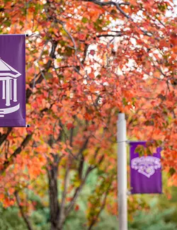 Image of pole banners